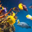 quels-traitements-utiliser-aquarium-eau-de-mer