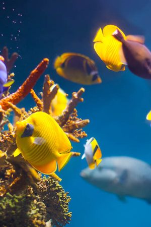 quels-traitements-utiliser-aquarium-eau-de-mer